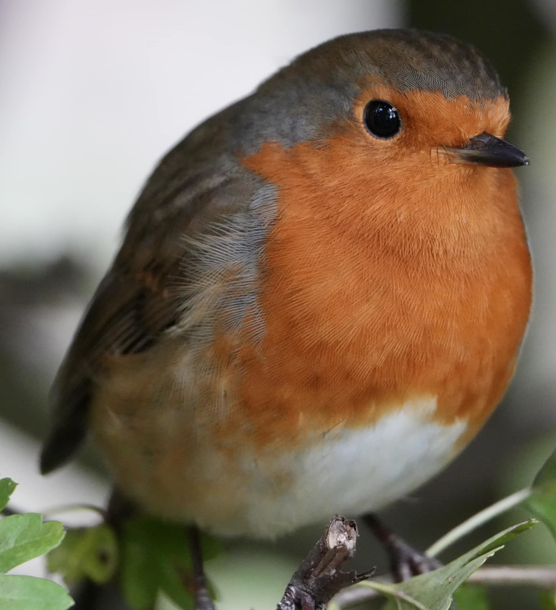 A beautiful robin by Andy Conboy
