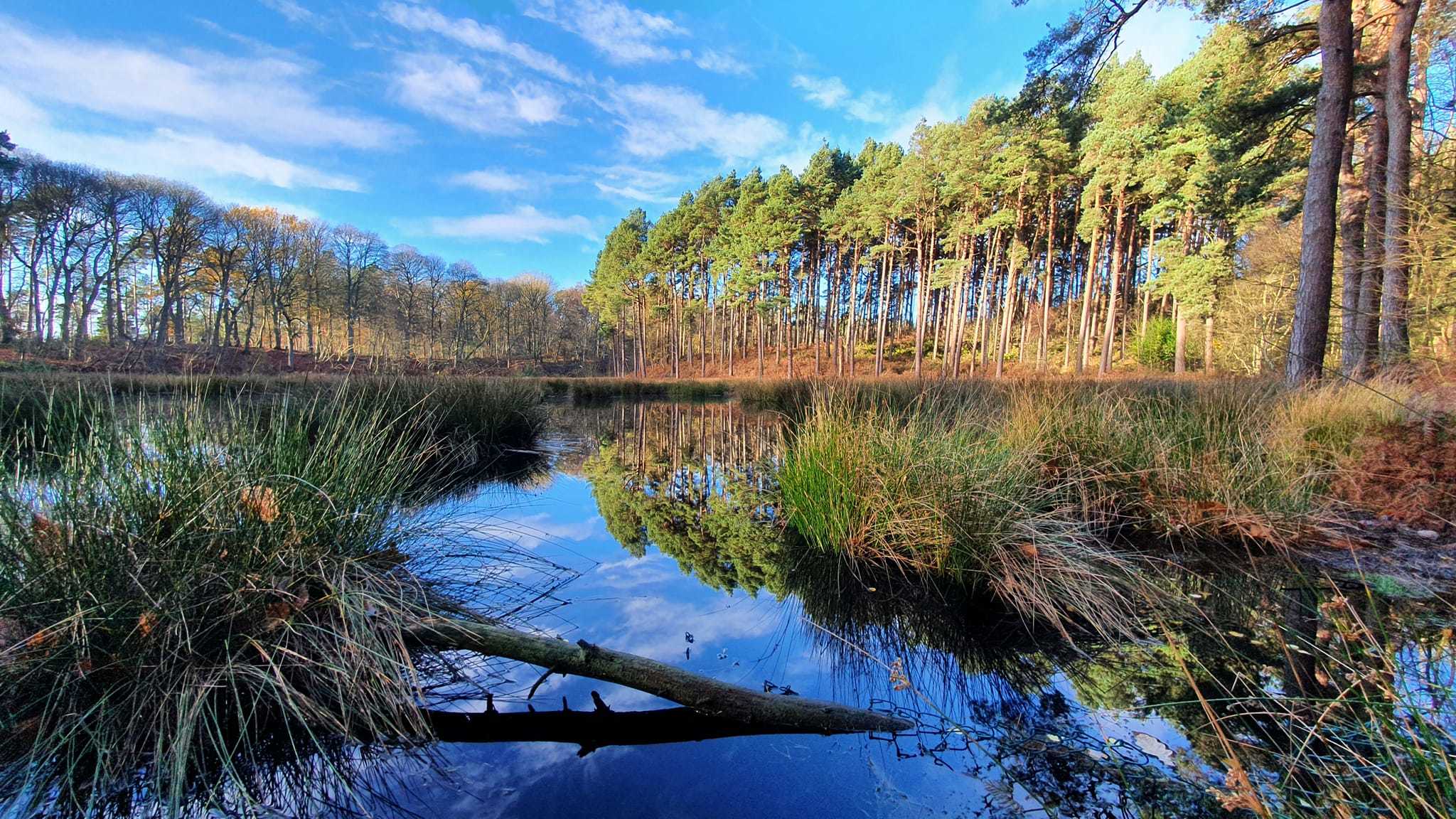 Delamere by Paul Minshall