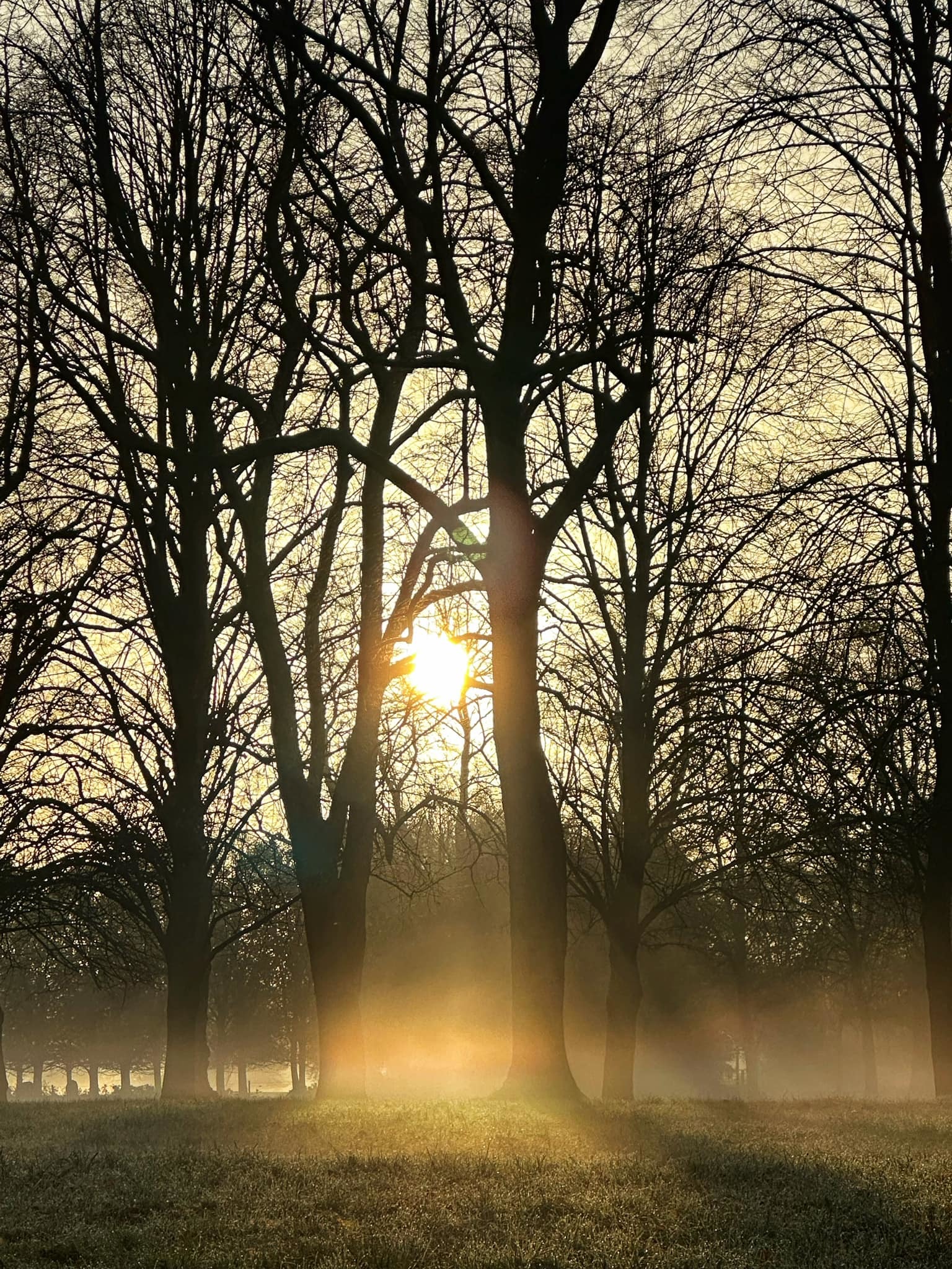 Mist sunbeams at Marbury by Alison Hamlin Hughes