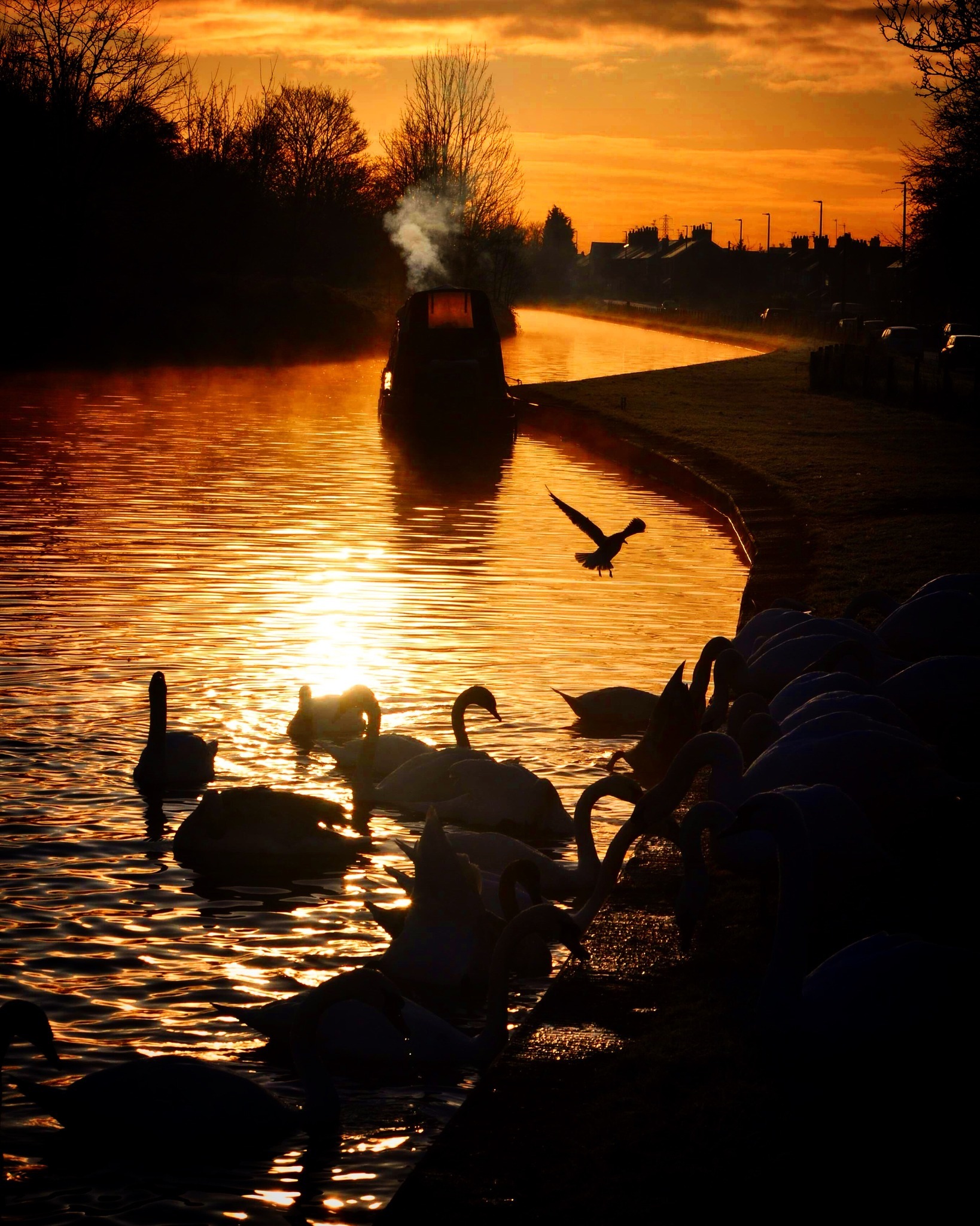 Swans at sunrise by Ryan Mottram