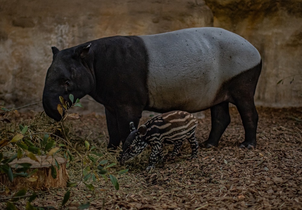 Chester Zoos new Malayan tapir.