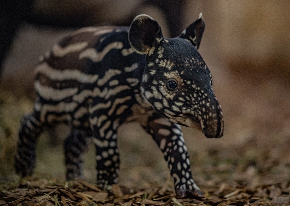 Chester Zoos new Malayan tapir.