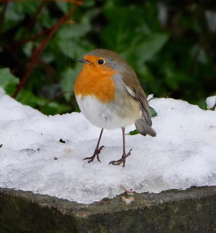 A robin in the snow by Andy Conboy
