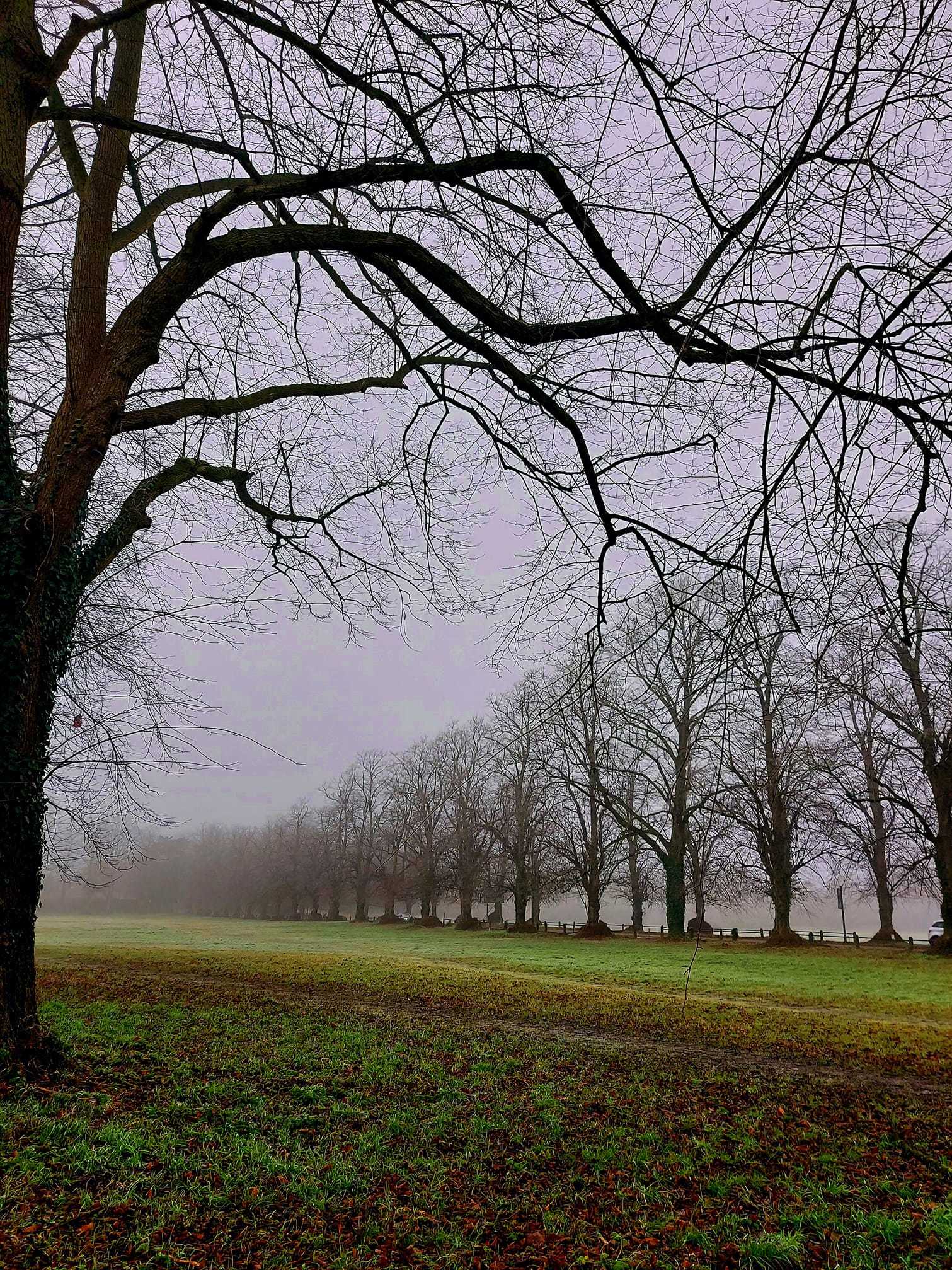 A foggy Little Heath in Knutsford by Miriam Elder