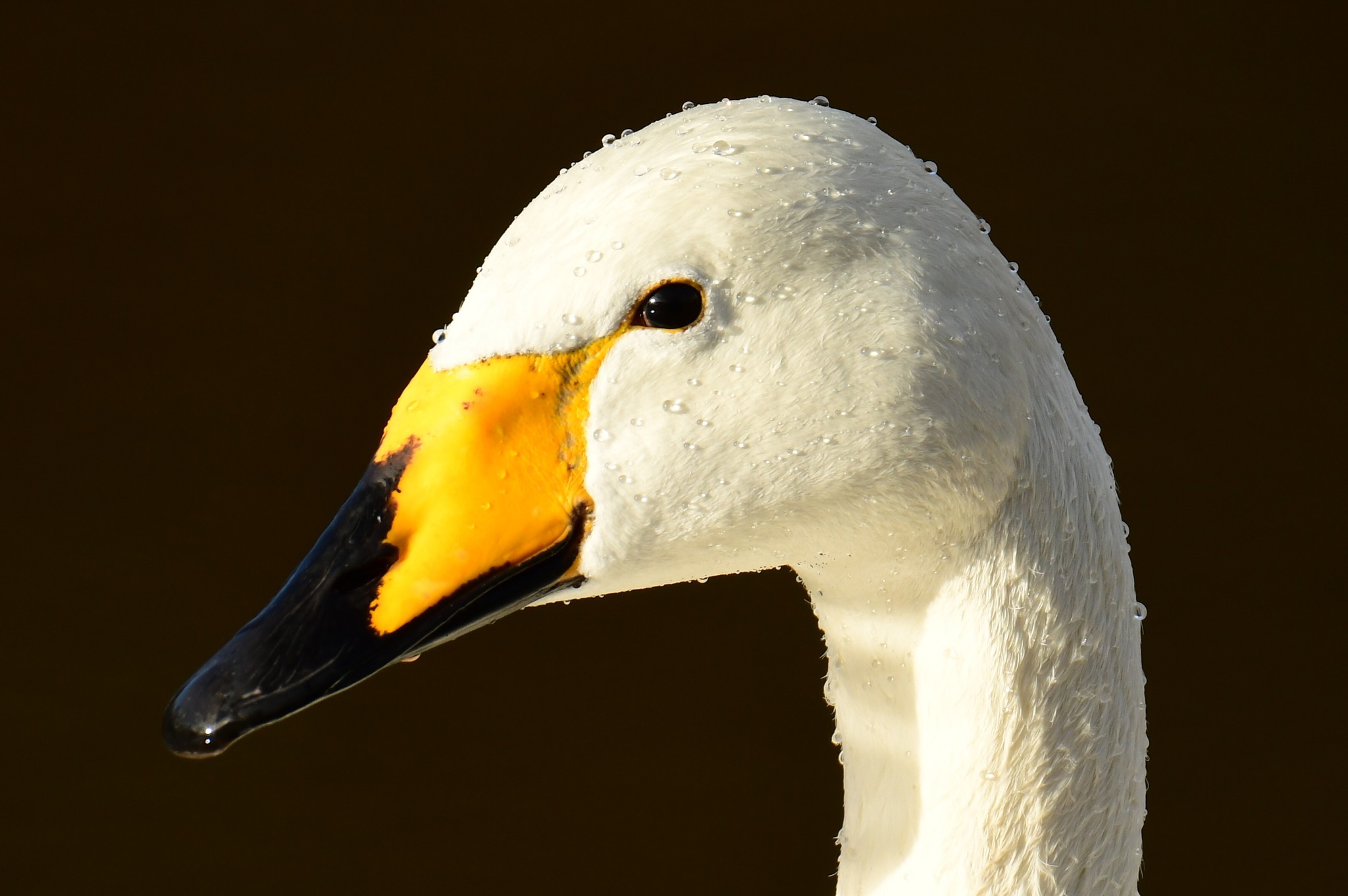 A hooper swan drying off in the winter sunshine by Paul Wright