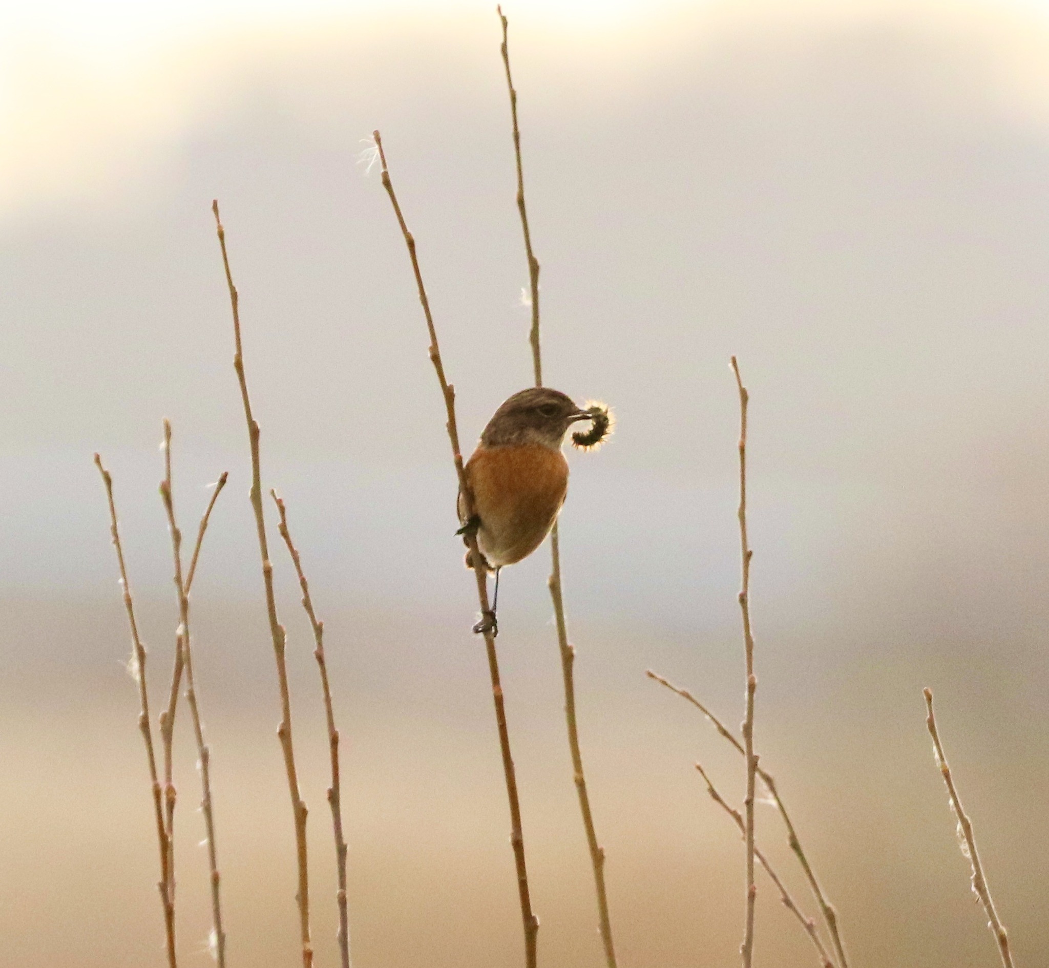 A stonechat prepares lunch by Terry Gregory