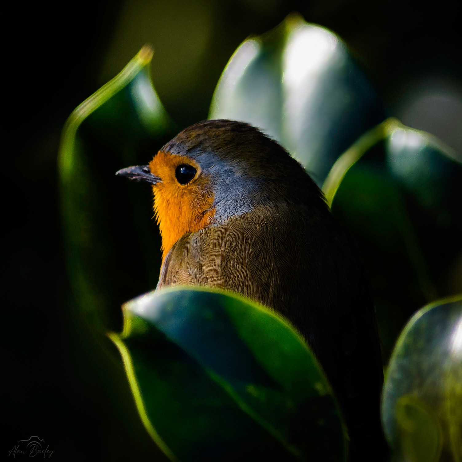 Light and shadows on a robin sitting pretty by Alan Bailey