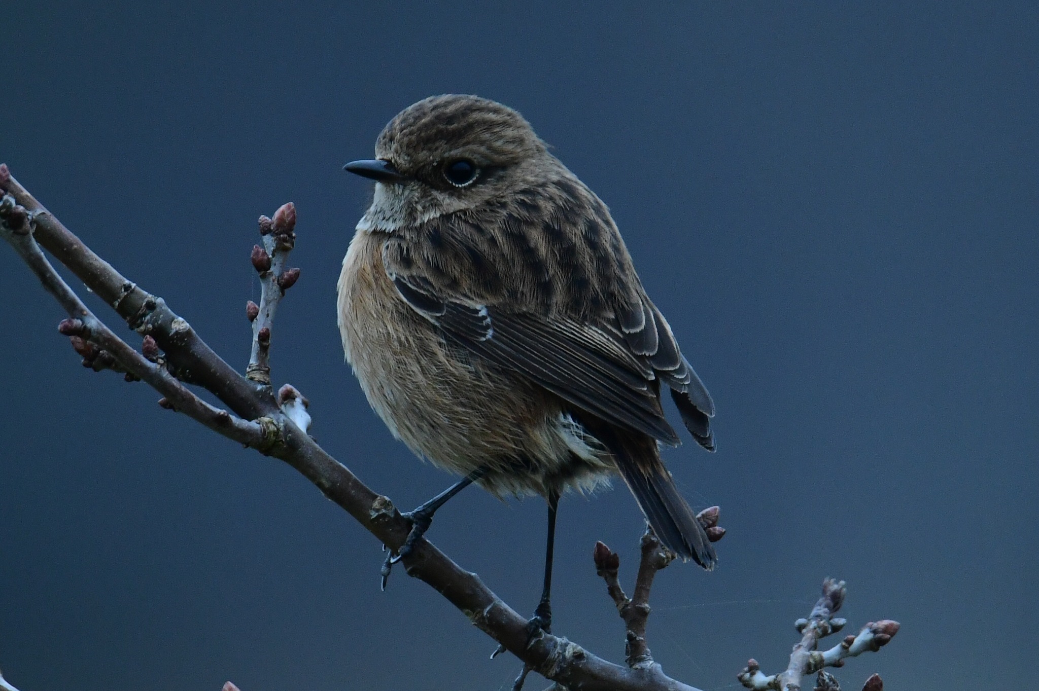 A female stonechat by Paul Wright
