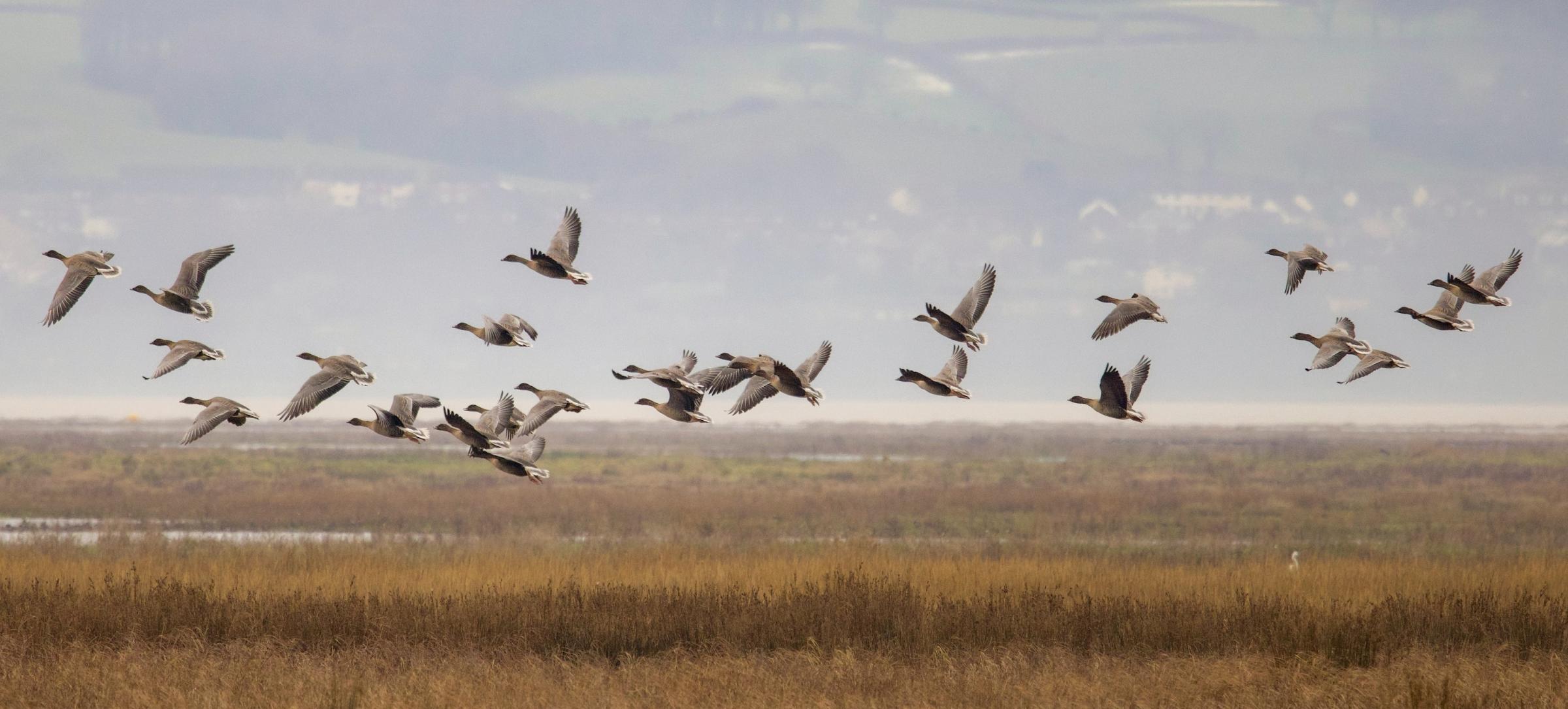 Pink footed geese by Heather Wilde