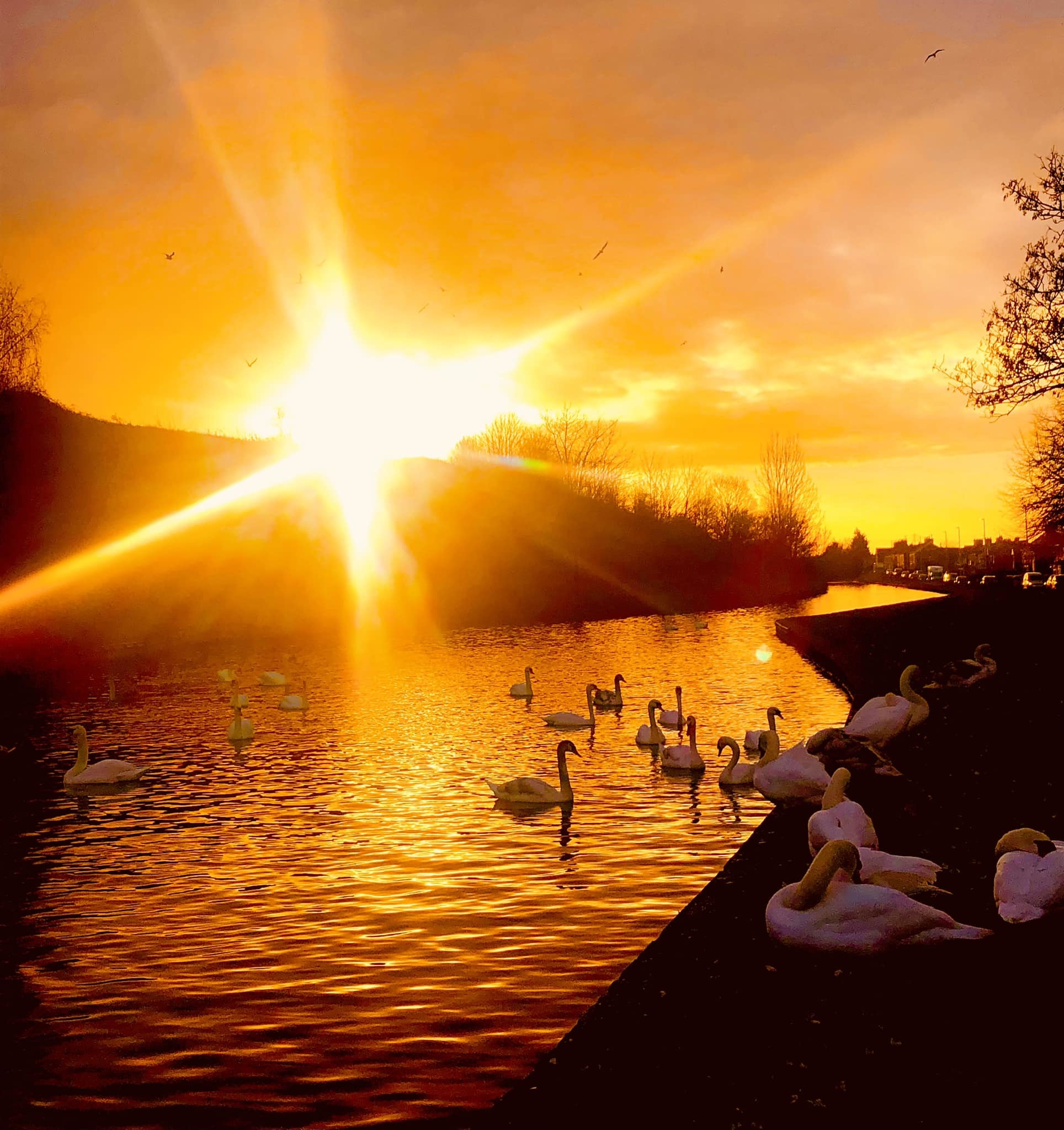 Swans at sunrise in Middlewich by Ryan Mottram