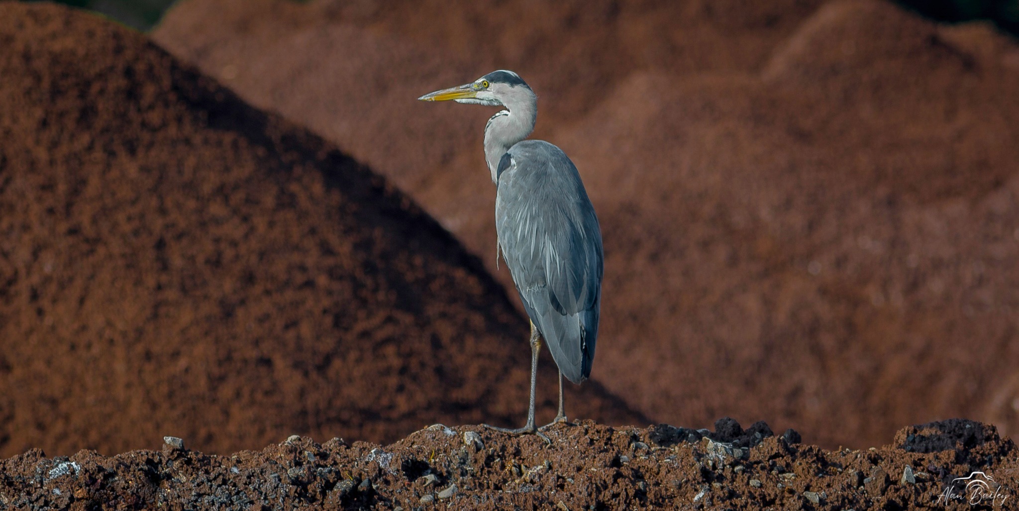 A heron on the salt piles down by the Weaver by Alan Bailey