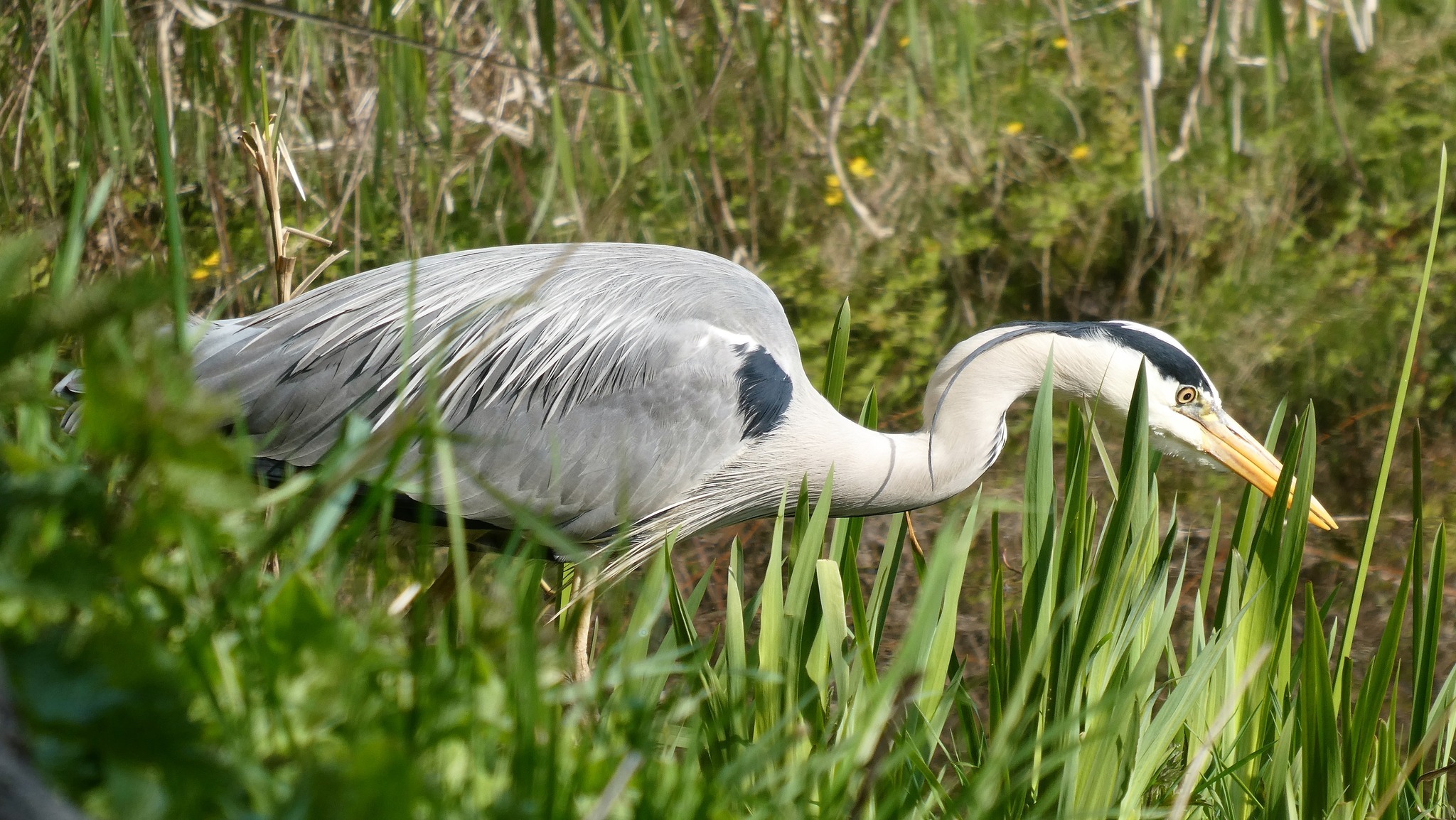 A heron at Anderton Nature Park by Lynne Bentley