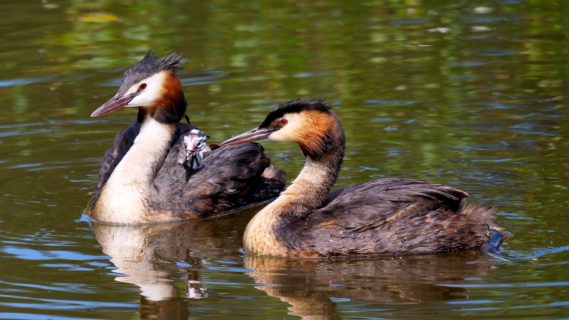 Great crested grebe family at Vale Royal locks by Russell Dean