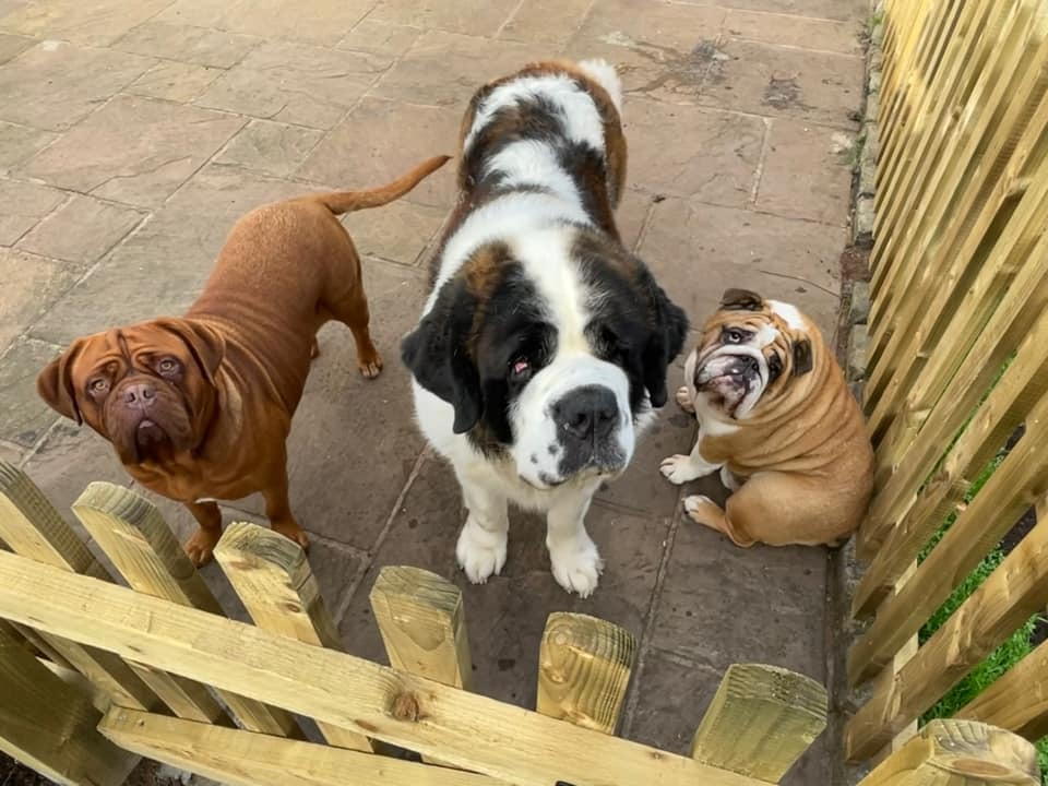 Skylar (Dogue de Bordeaux), Biderman (Saint Bernard) and Buddy (British Bulldog)