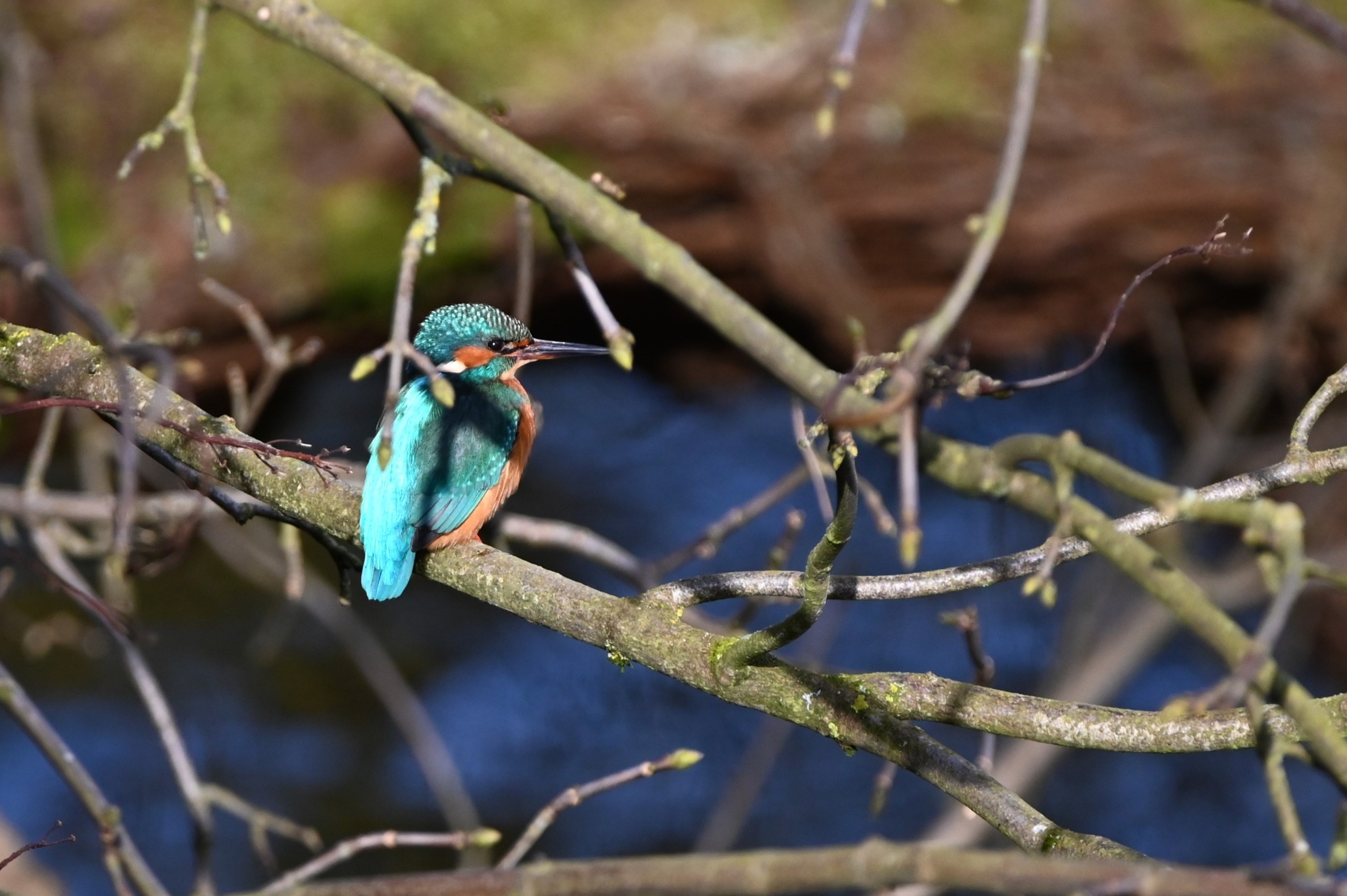 A kingfisher among the first buds by Candy Lean