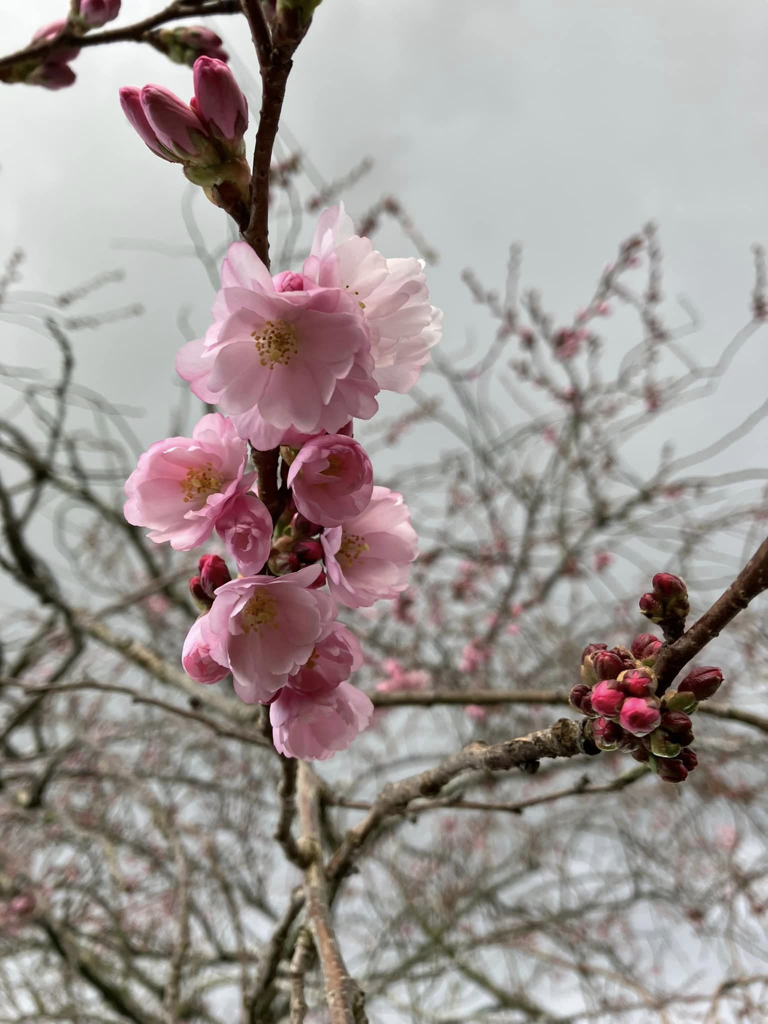 First blossom in Weaverham by Wendy Mahon