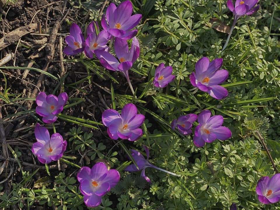 Crocuses in Antrobus by Sue Lawless