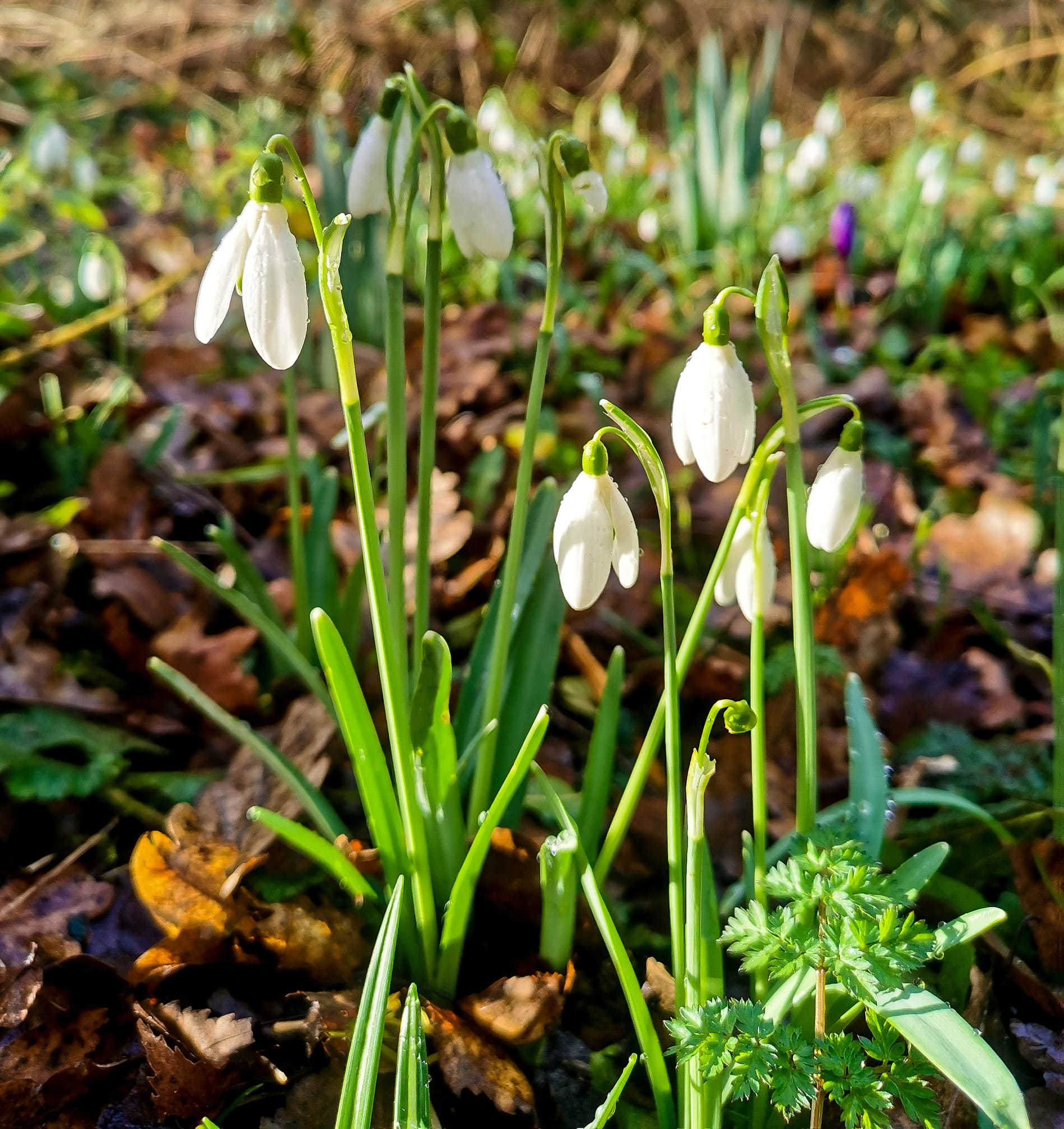 Snowdrops at Shakerley Mere by Ann Marie Taylor