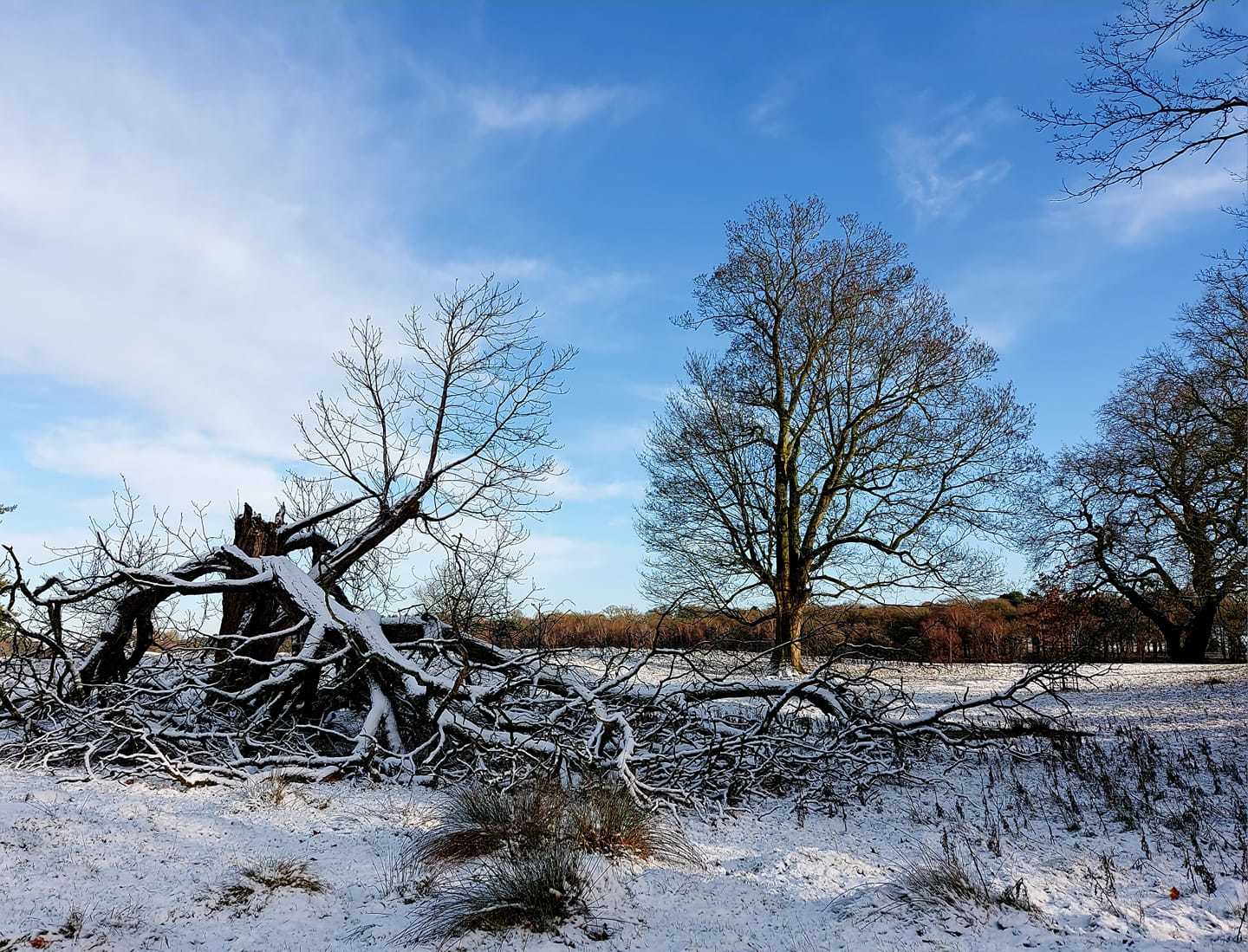 A fallen tree covered with snow in Tatton Park by Miriam Elder