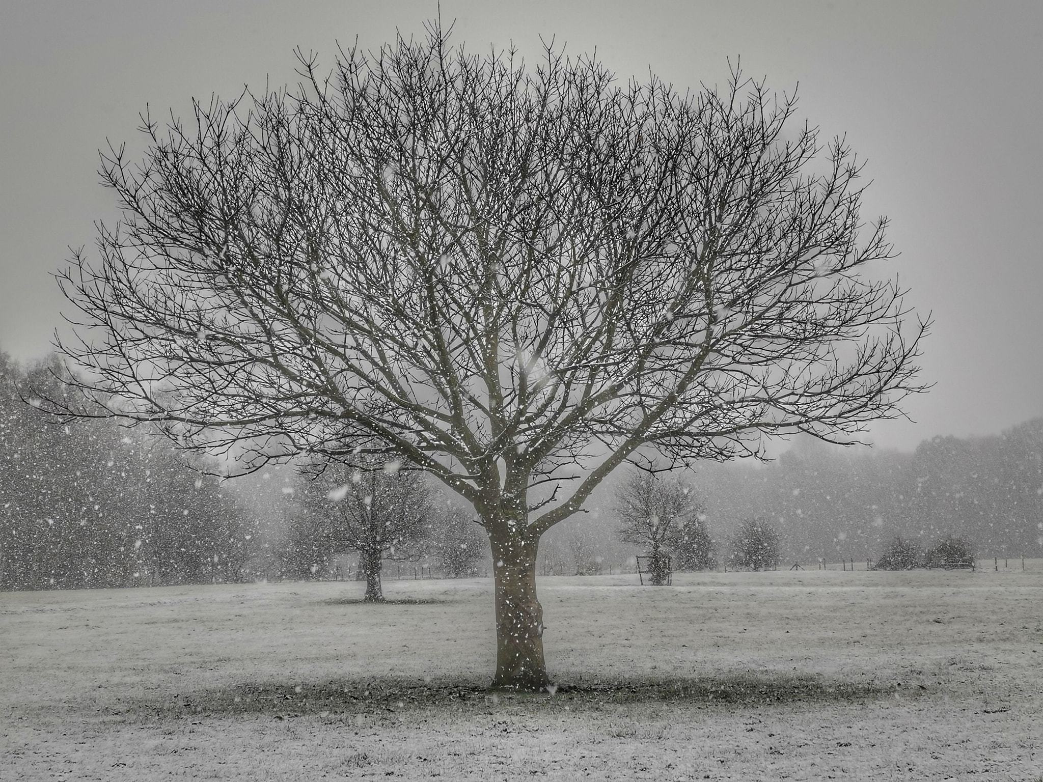 Its snowing in Marbury Park by Patricia Dyson