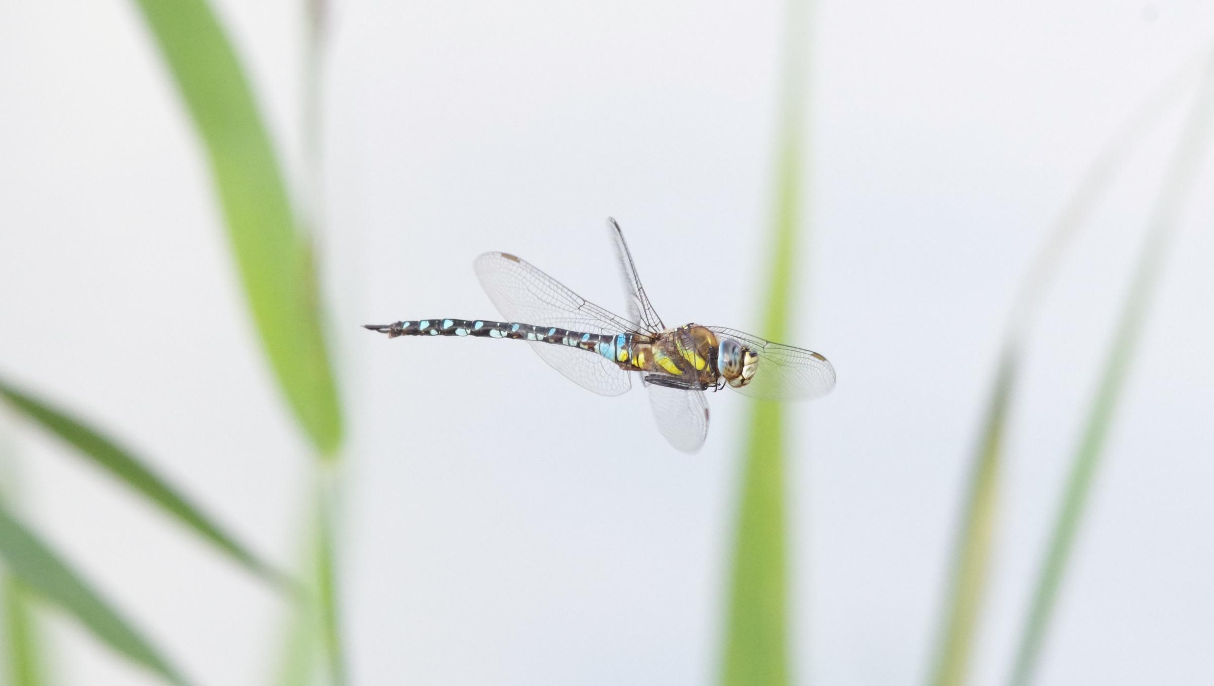 A dragonfly mid flight