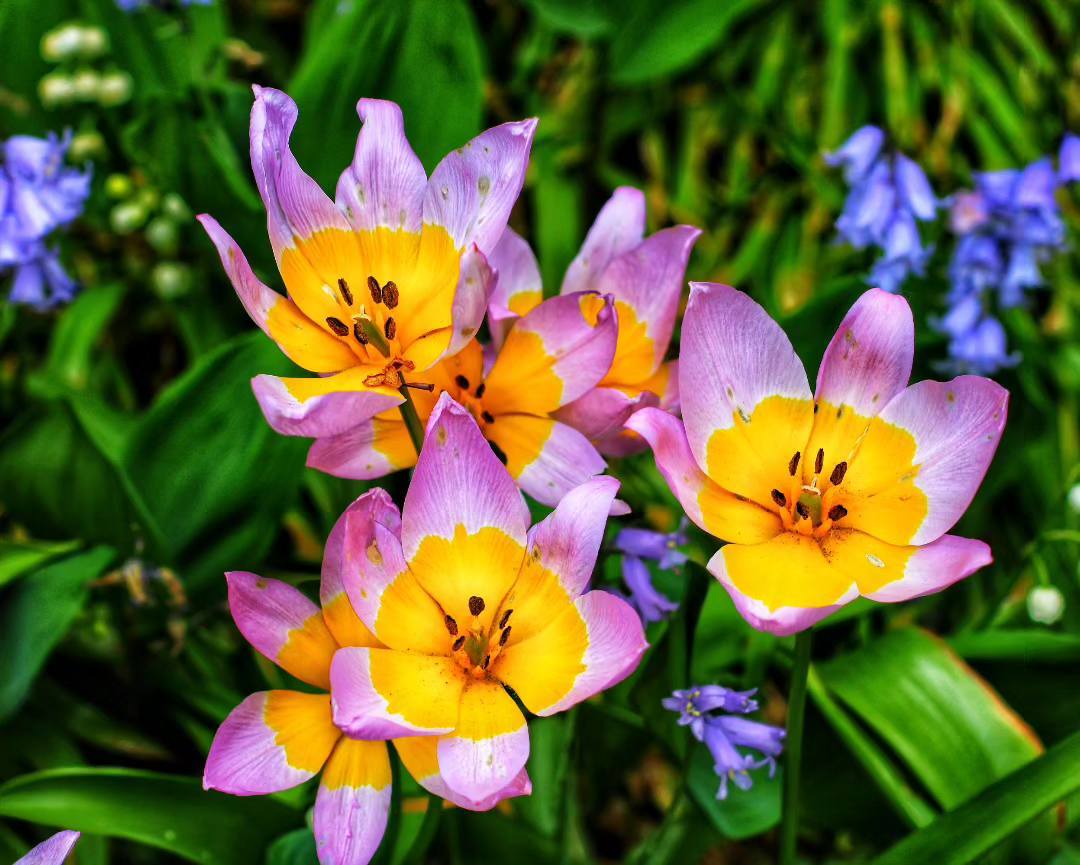 Terrific tulips by Tony Crawford