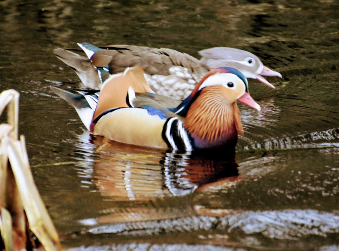 A couple of Mandarin ducks by Lisa Lacking