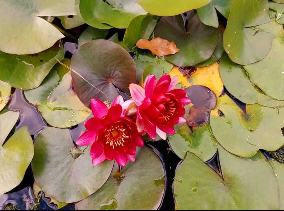 A pair of water lilies by Miriam Elder