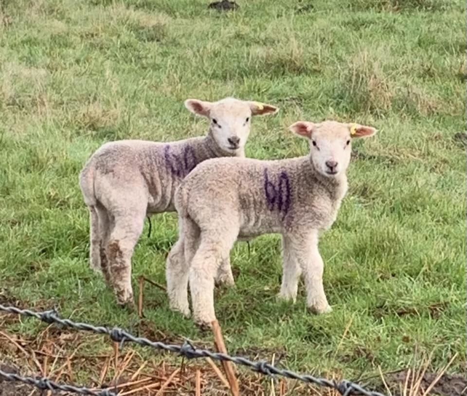 Twin lambs near Delamere by Paula Manley