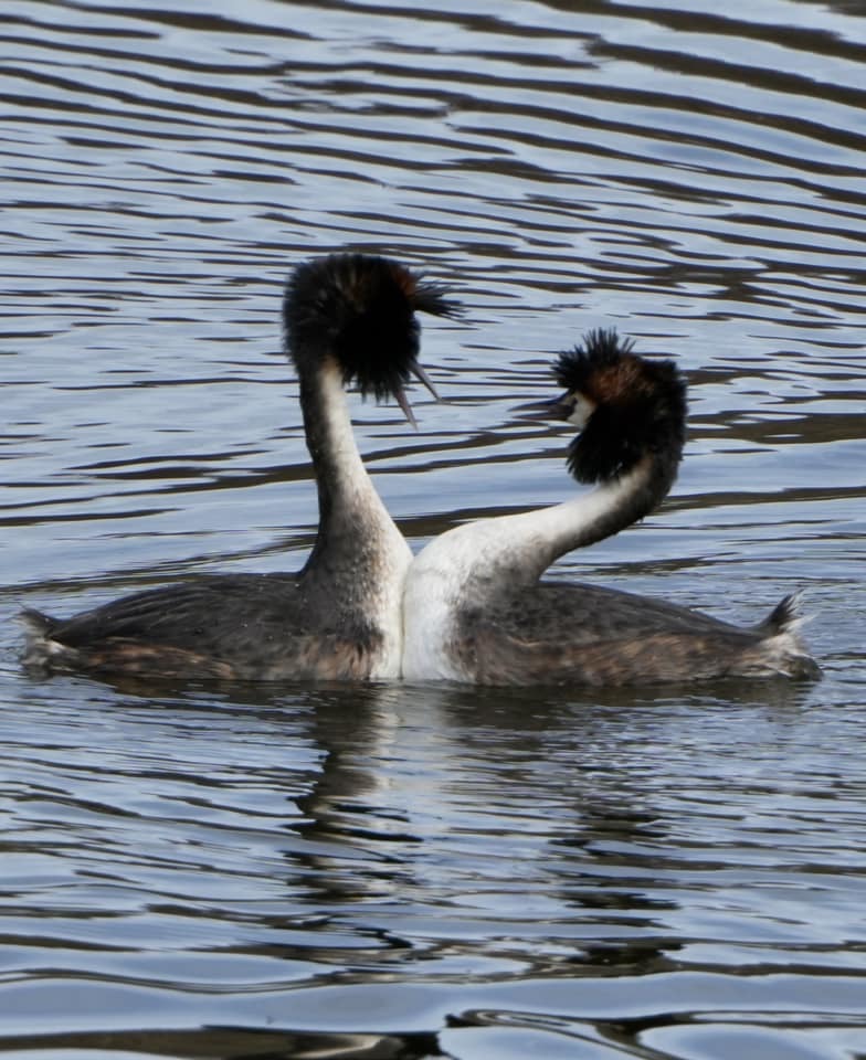 Great crested grebes at Marbury Park by Andy Conboy