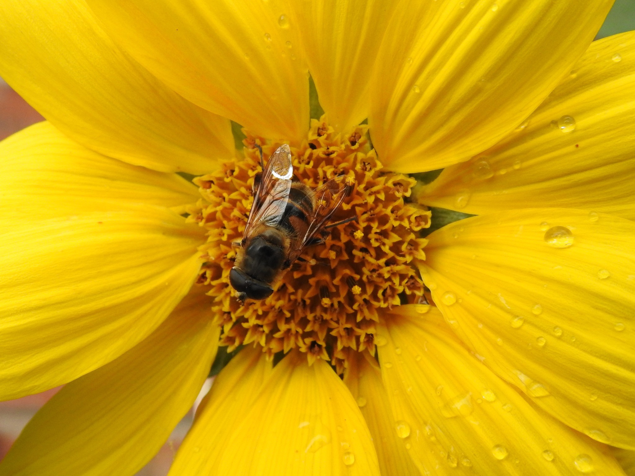 Raindrops on a bees win by Lynzi Blake