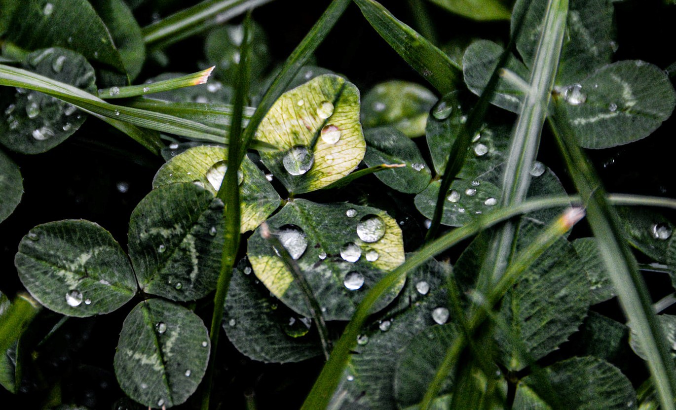 Raindrops on leaves by Stacey Jones Photography