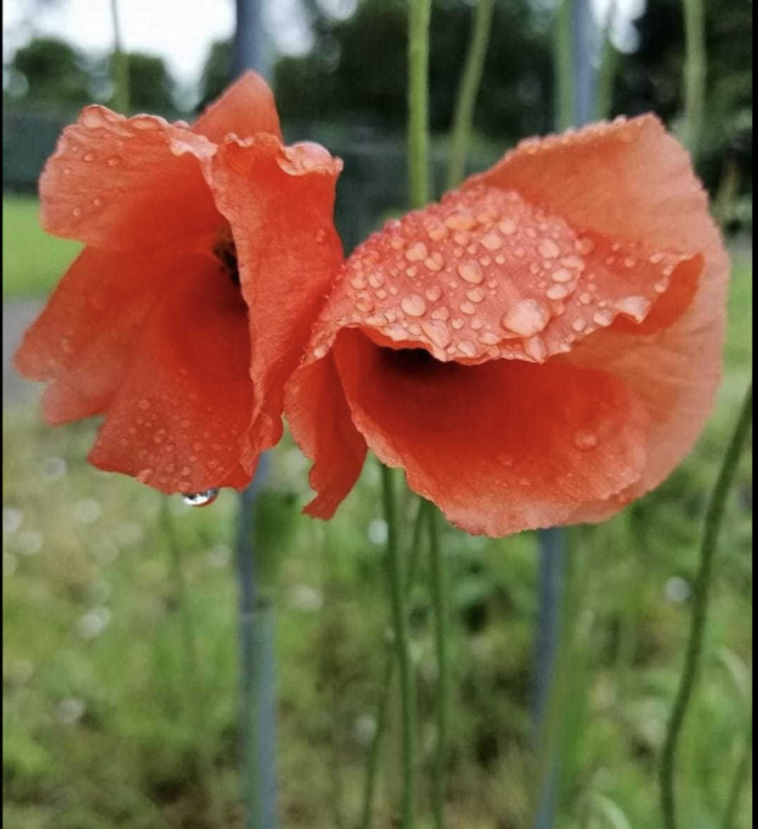 Raindrops on poppies by Lisa Lacking