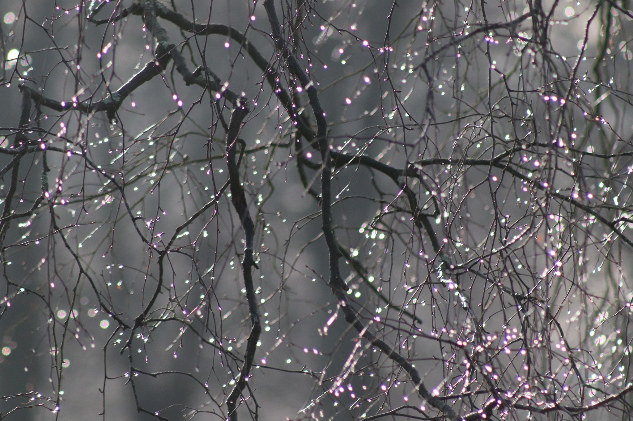 Raindrops on trees in Marbury Park by Patricia Dyson