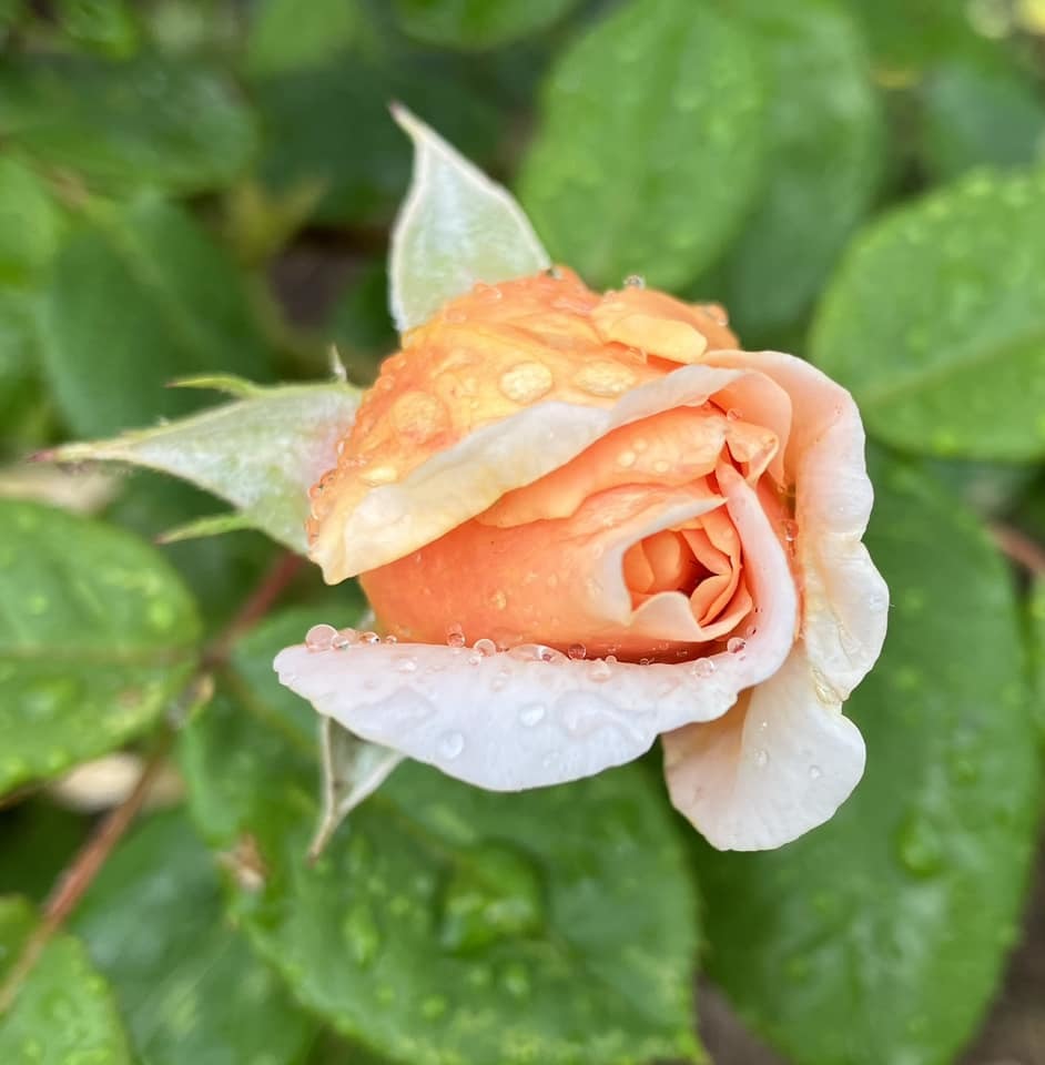 Raindrops on roses by Wendy Mahon
