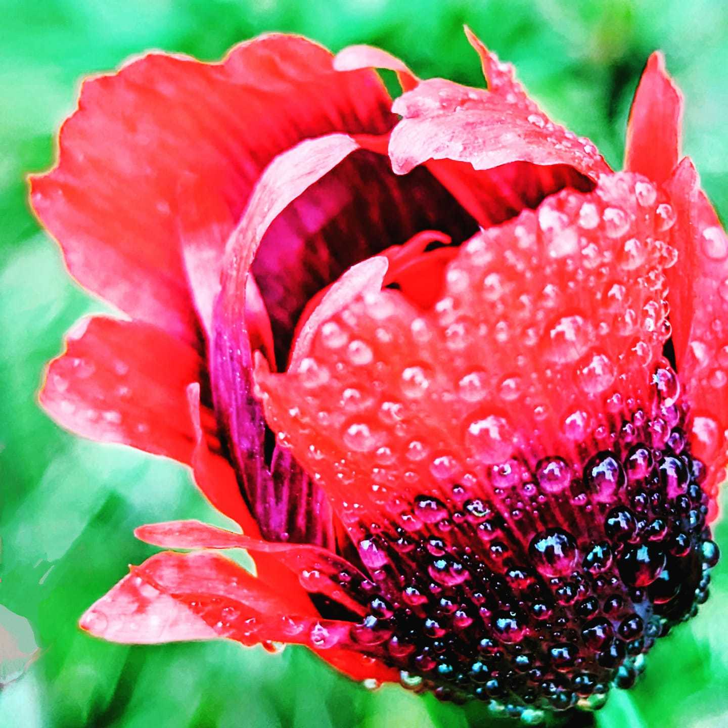 Raindrops on poppies by Ti Buckley