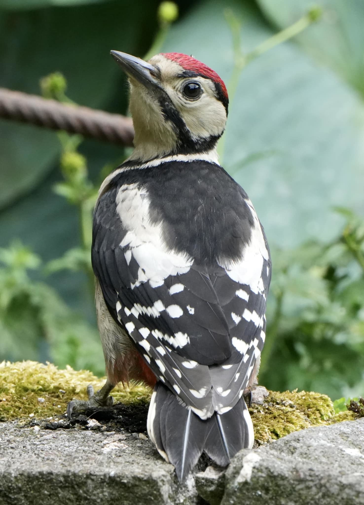 A juvenile great spotted woodpecker by Andy Conboy