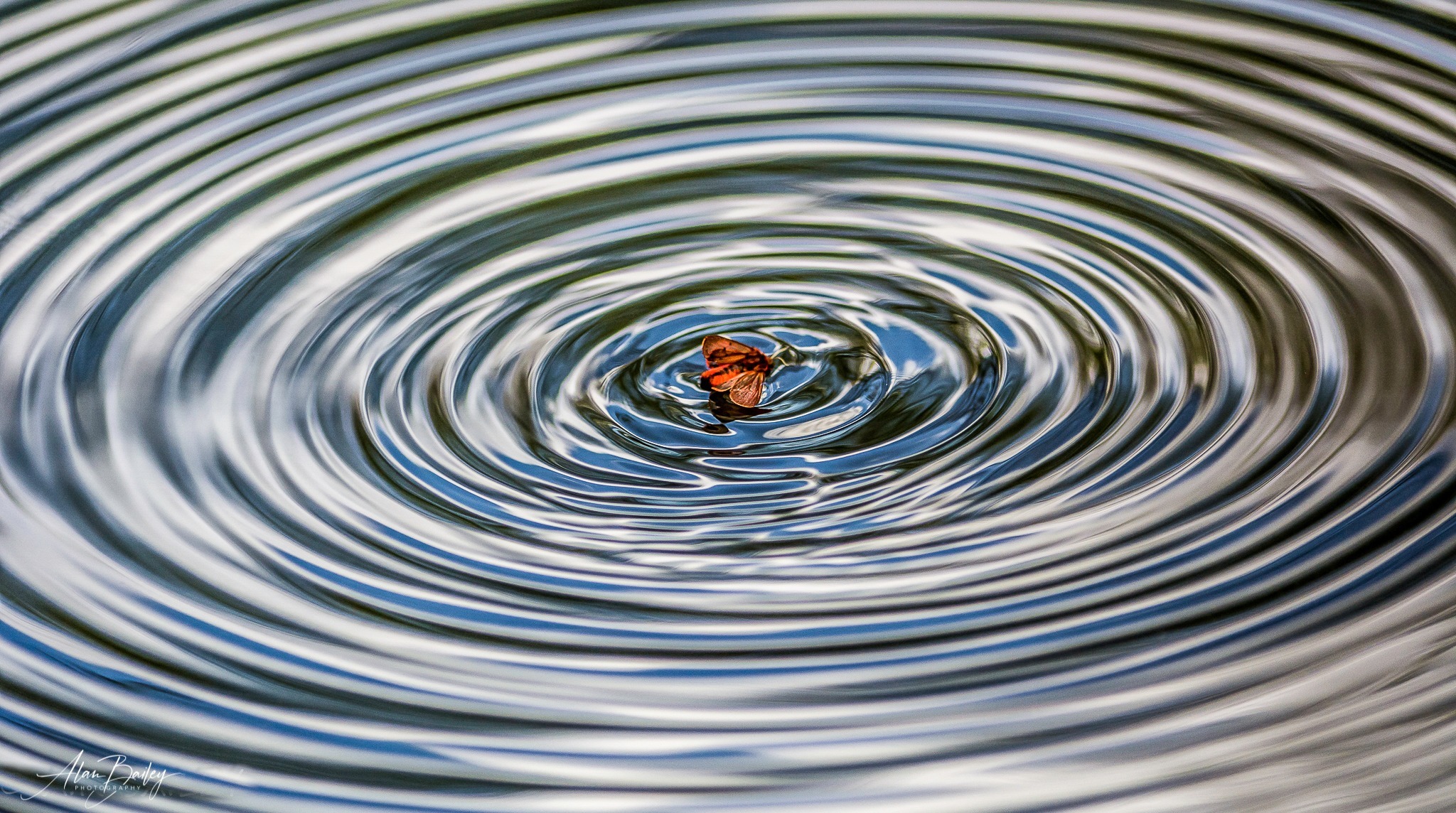 Ripples on the pond by Alan Bailey