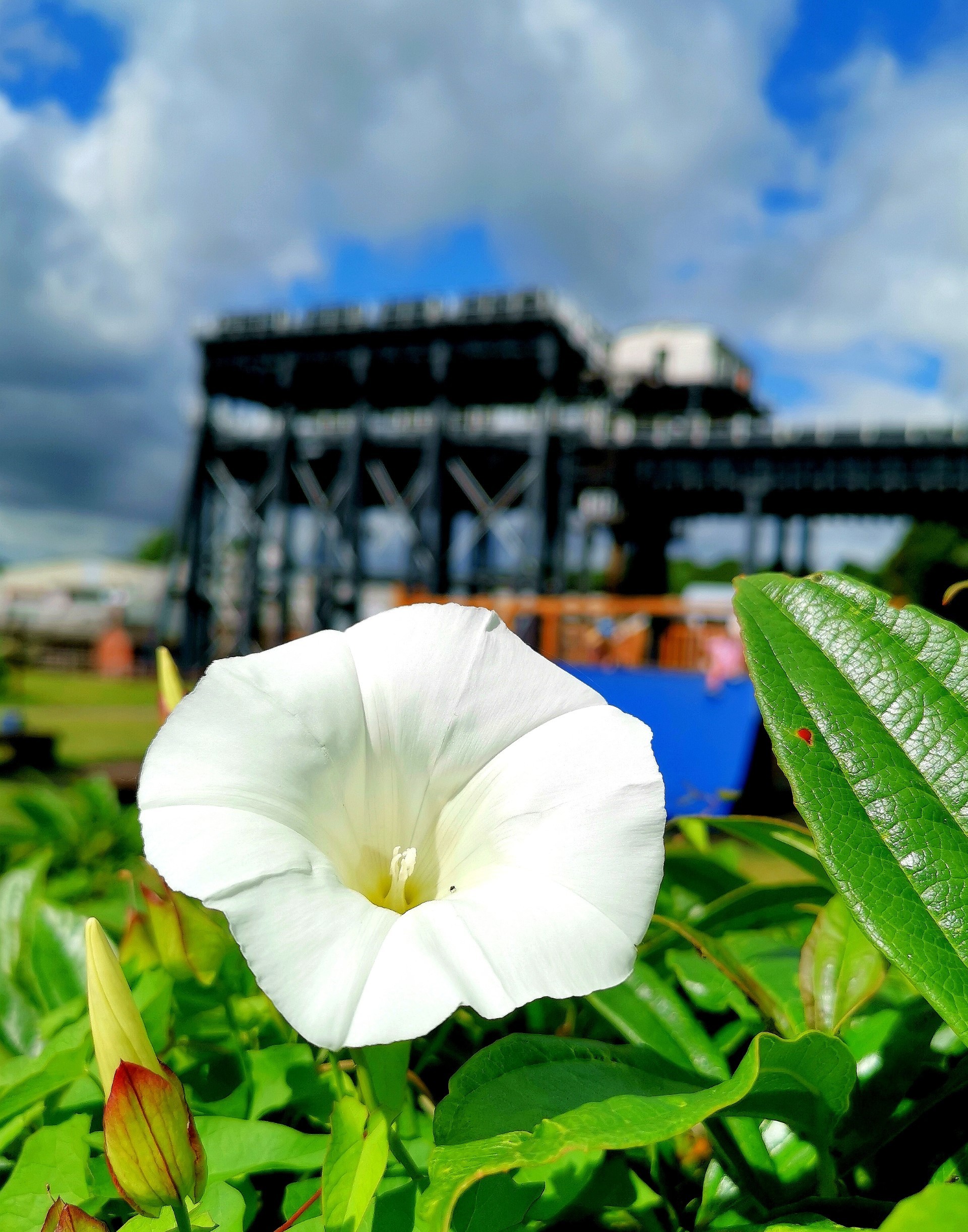 Summer blooms at the Anderton Boat Lift by Mike OMahony