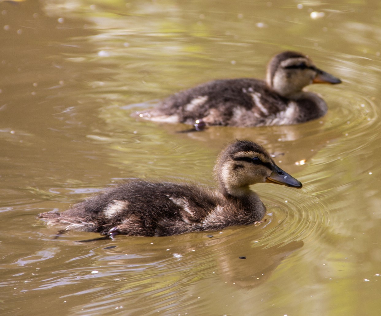 Ducklings on the canal by Andrew Gardner