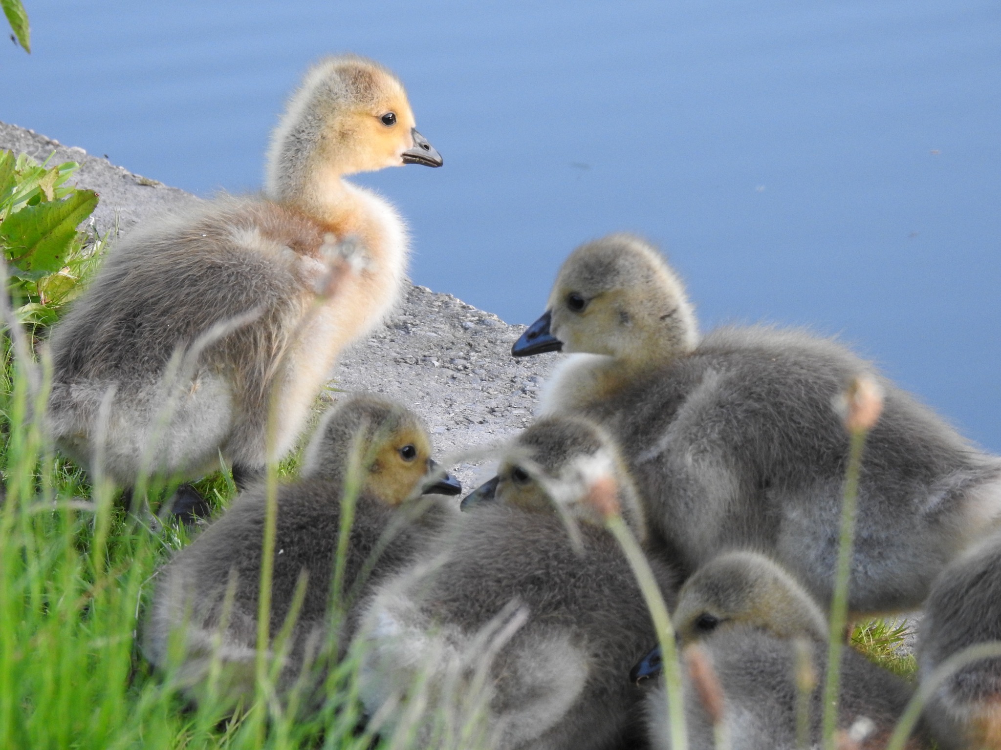 Goslings on the river Weaver by Lynzi Blake