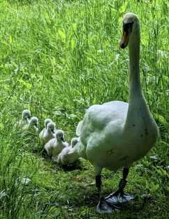 Mum and babies by Lisa Lacking