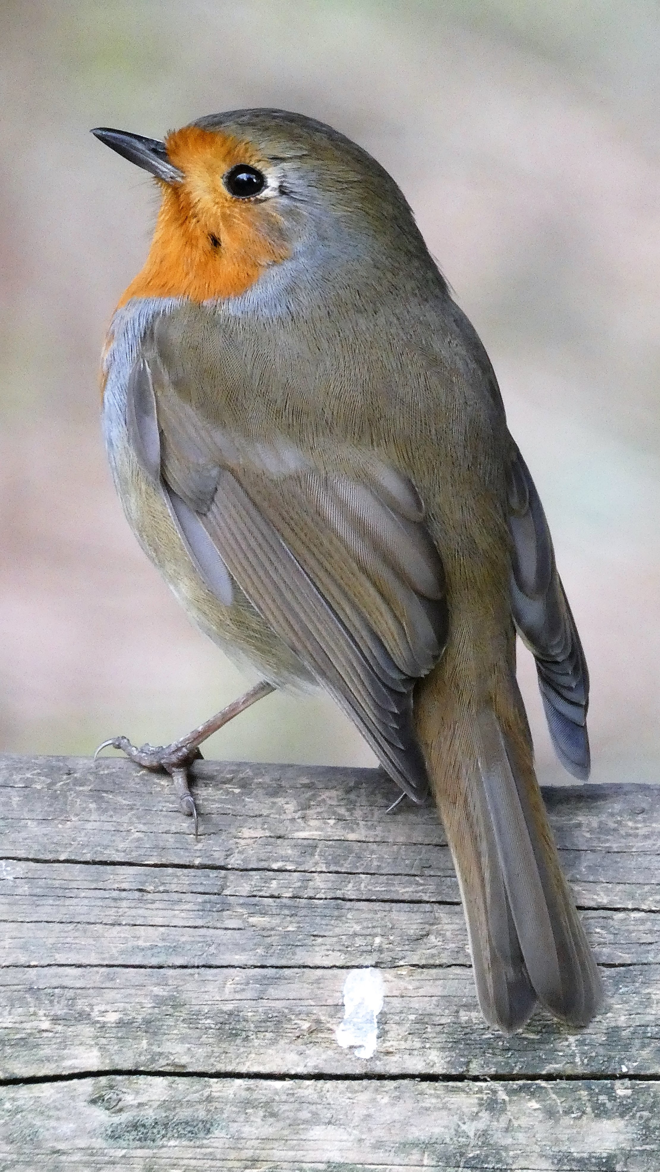 The perfect pose - a robin at Marbury Park