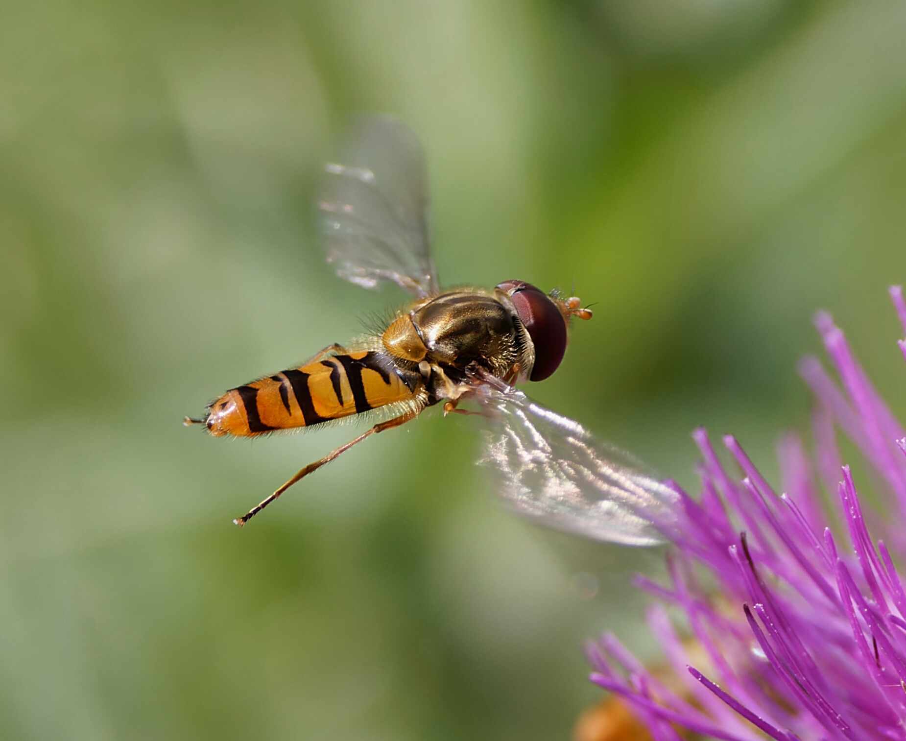 A marmalade hover fly by Myrfyn Davies