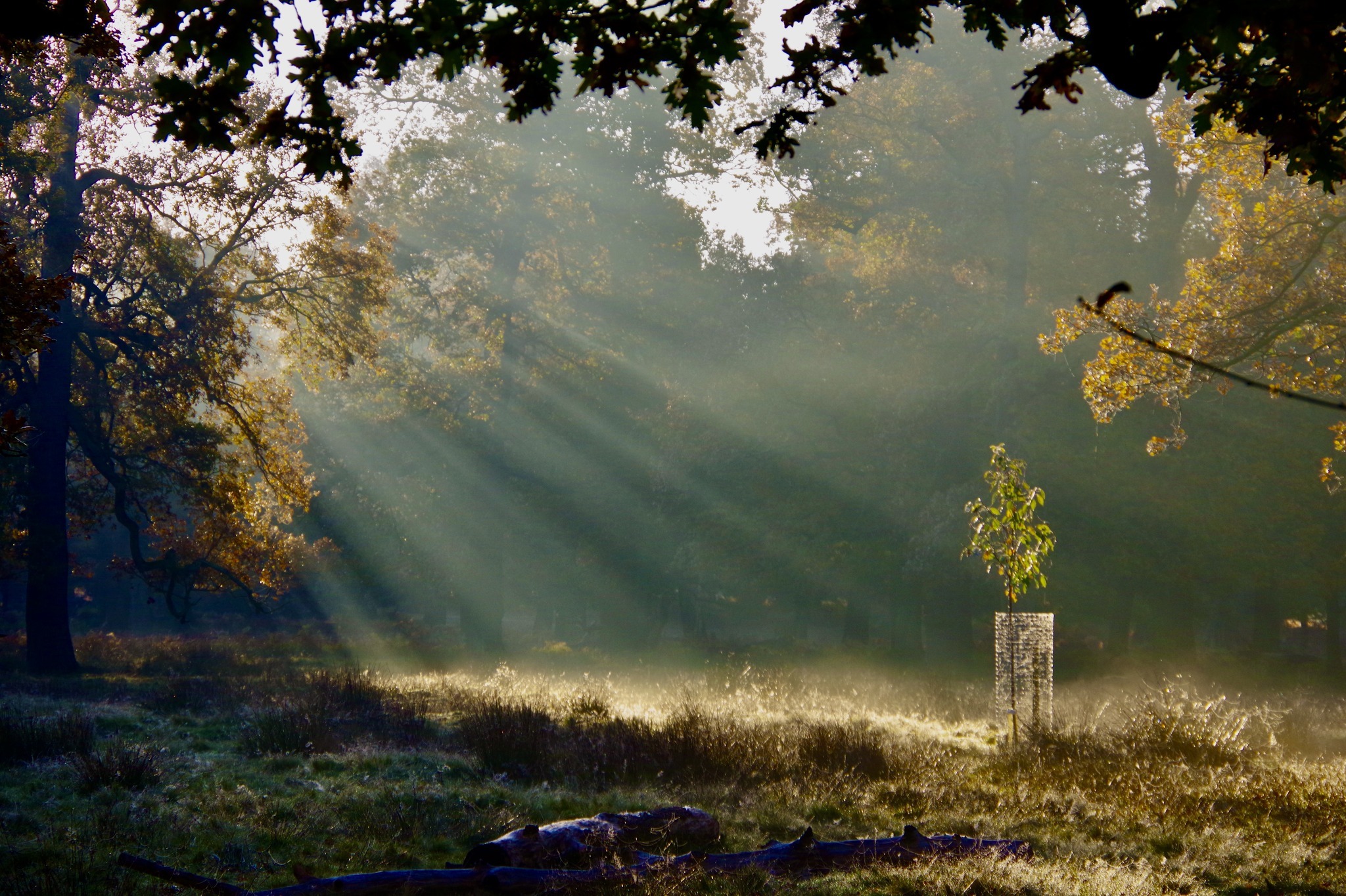 Early morning sunlight at Dunham Park by Terry Gregory