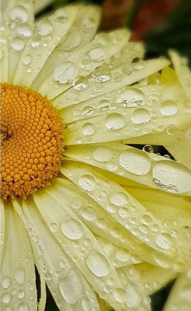 Rain soaked daisy by Donna Maria Long