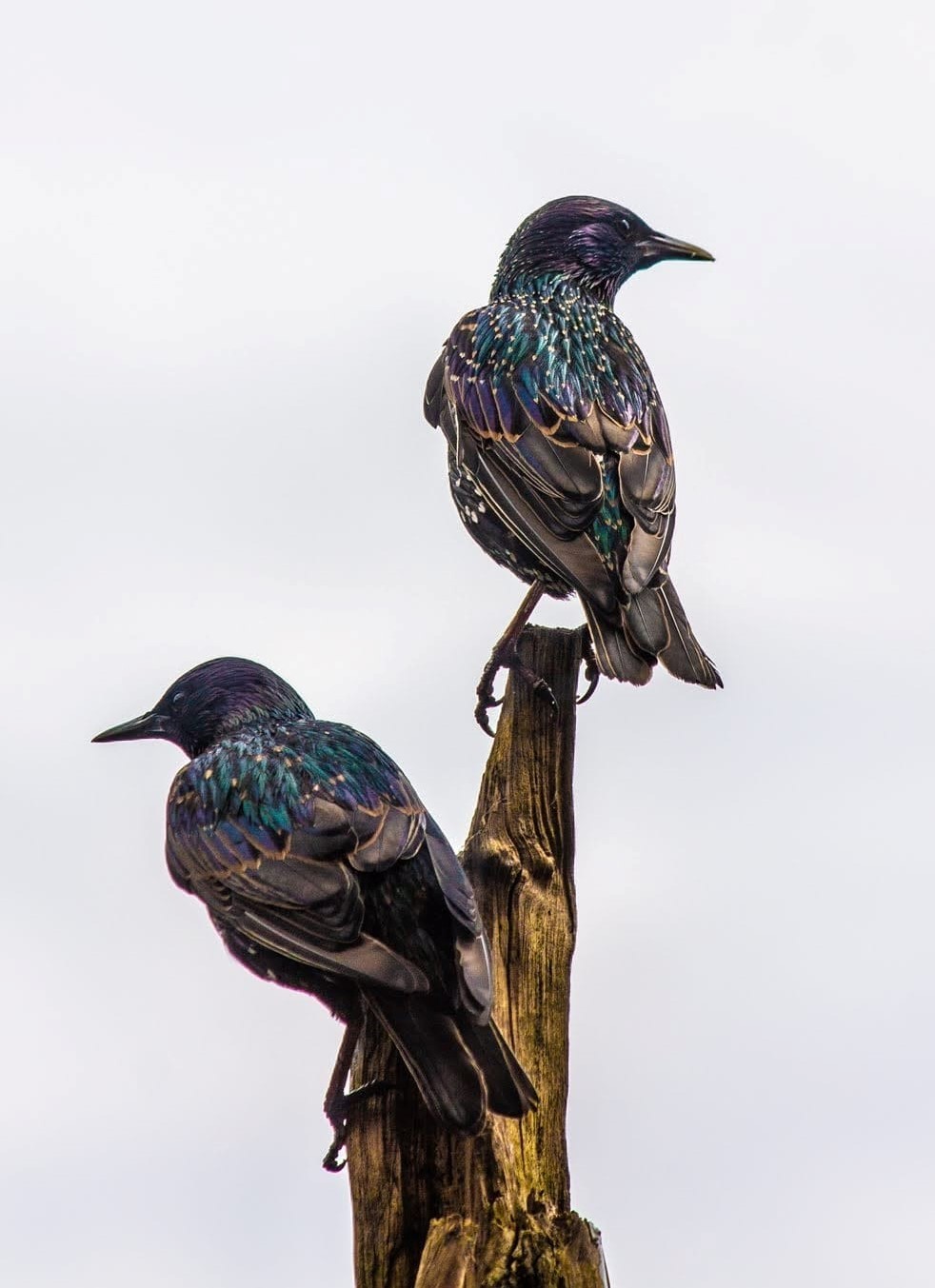 Starlings on the feeder by Andrew Gardner