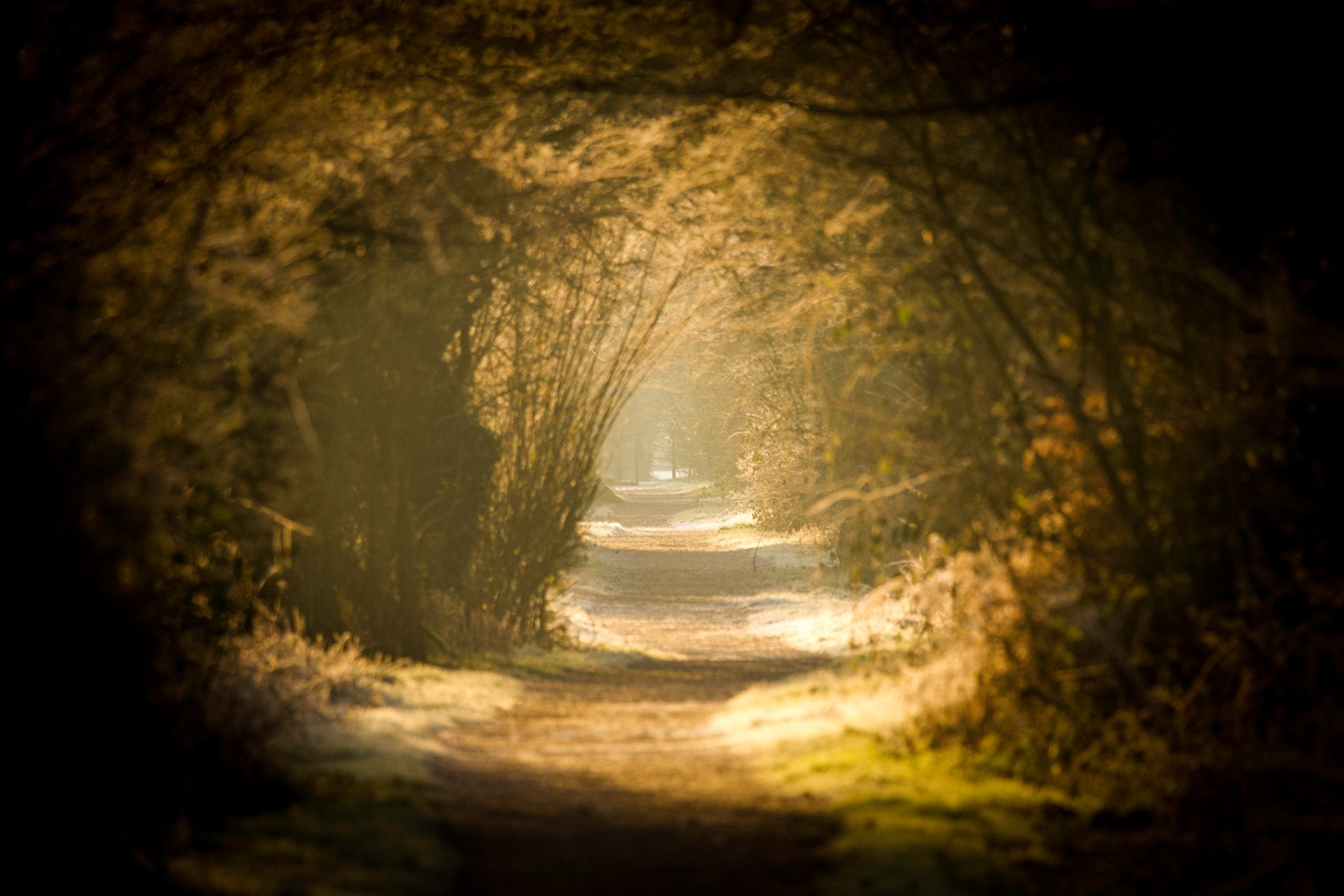 Tree tunnel shadows along the Weaver by Heather Wilde