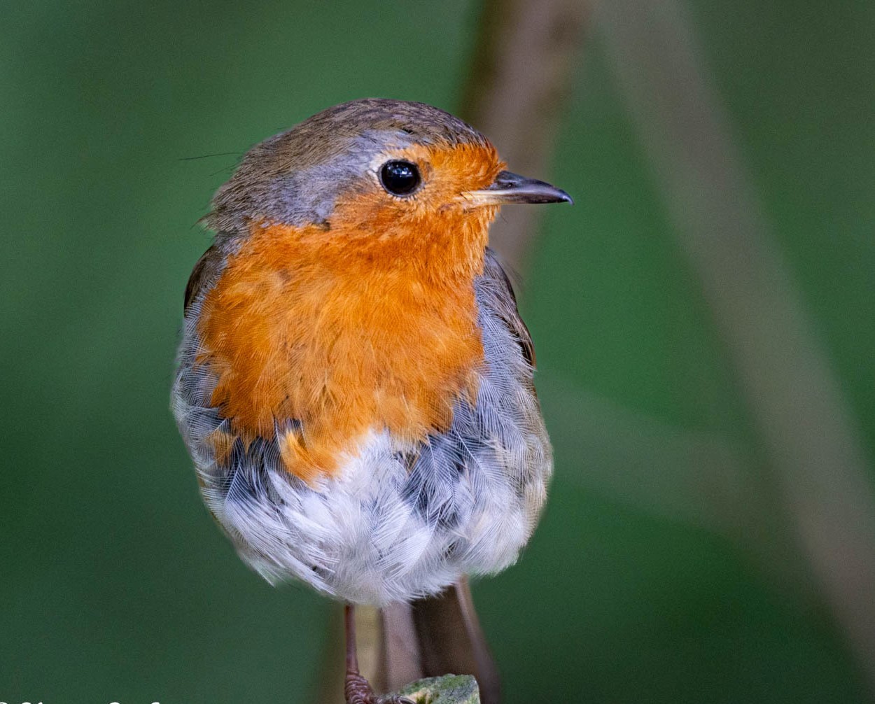 A robin at Shakerley Mere by Karen Swift