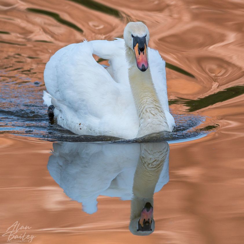 Majestic reflections by Alan Bailey